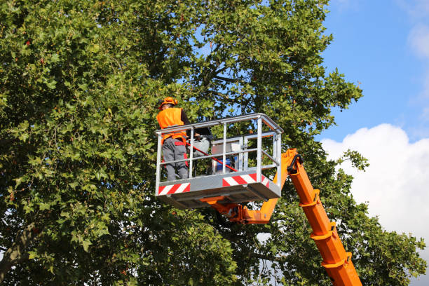 Best Fruit Tree Pruning  in Washburn, ND