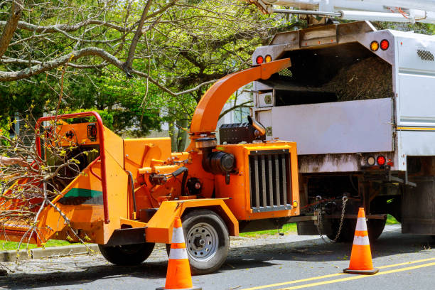 Best Leaf Removal Services  in Washburn, ND