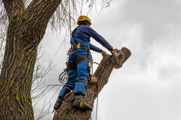 Best Tree Planting Services  in Washburn, ND