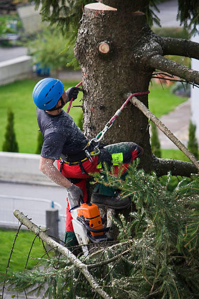 Best Residential Tree Removal  in Washburn, ND