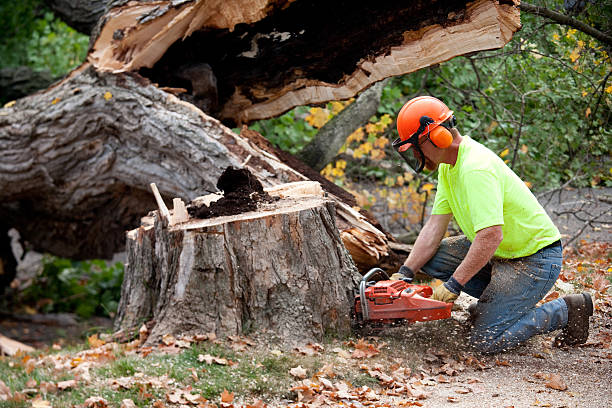 Best Tree Risk Assessment  in Washburn, ND