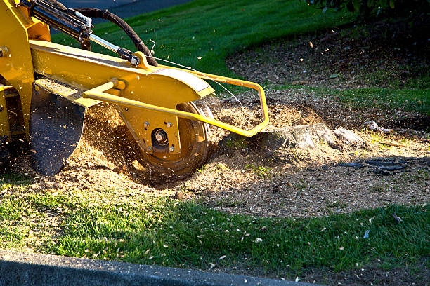 Best Storm Damage Tree Cleanup  in Washburn, ND