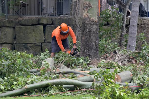 How Our Tree Care Process Works  in  Washburn, ND